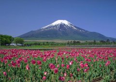 富士山的春天
